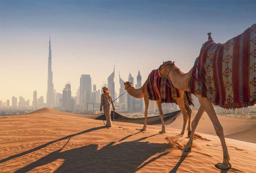 A guide leading camels across the dunes with the Dubai skyline behind